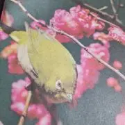 ピーチ