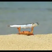 かにかまの画像