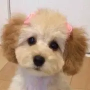ameriの画像