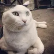 ゆうこりん