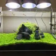 アクアの画像