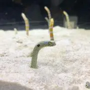 ちんあなご