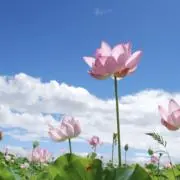 HASの画像