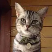 めいにゃん