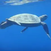 ma-kaの画像