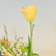 sioの画像