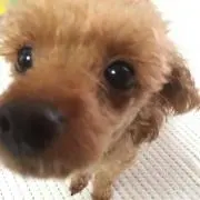 あいあとむ