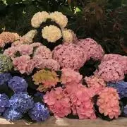 viviの画像