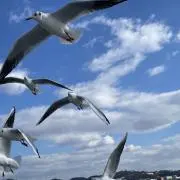 緑茶の画像