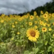 Kokona【即購入OK】