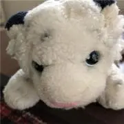 チャップの画像