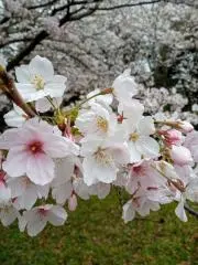 Sakura★プロフ必読❗★お願いしますの画像