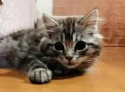 ISSYの画像