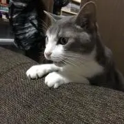 しーも