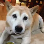 セブリレブ