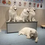 もふっち