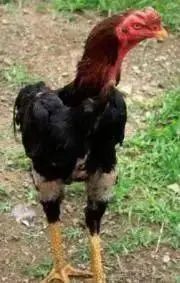シャモの画像