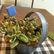 あんこ