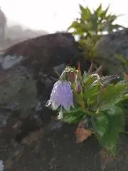おやき