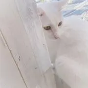 Leo꒷꒦‪‪❤︎(断捨離中)の画像