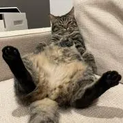 たかはしの画像