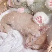 まな