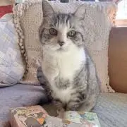usagiの画像