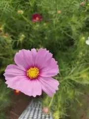 ☆☆☆の画像