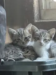 なさーとの画像