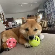 しゅうの画像