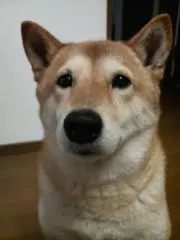 しばいぬさくらの画像