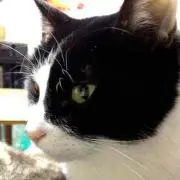 ちゃろ