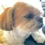 かぼすの画像