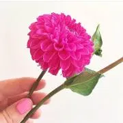 ここみの画像