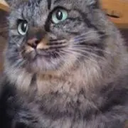 Saya