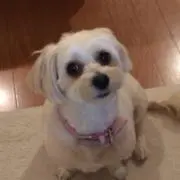 ぷーちゃんの画像