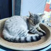 ゆうの画像