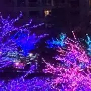 Cyclamenの画像
