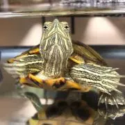 でんでん虫の画像