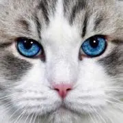 Rin: