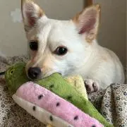 るぽちゃむの画像