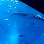 あややの画像