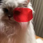 すがしき