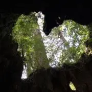 ぴーさんの画像