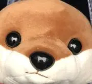 きなこ（まとめての発送→値引き可能）の画像