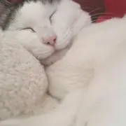 うめたんの画像