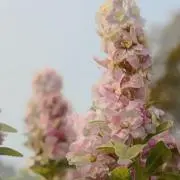 macaronの画像