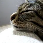 kurochan