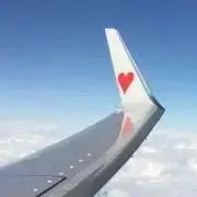 柴犬の画像
