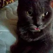 ジェニー